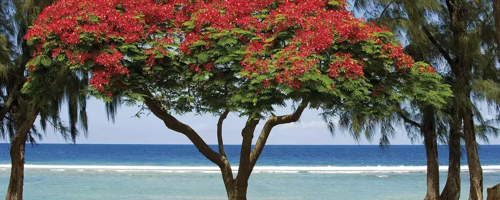 Le Flamboyant en fleurs de la Réunion  