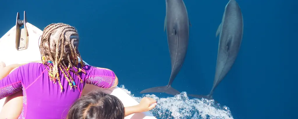 Sortie en mer à la découverte des cétacés en famille