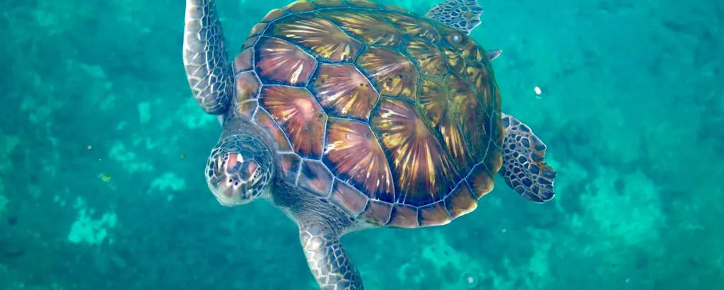 Tortue en train de nager dans le centre de Kelonia