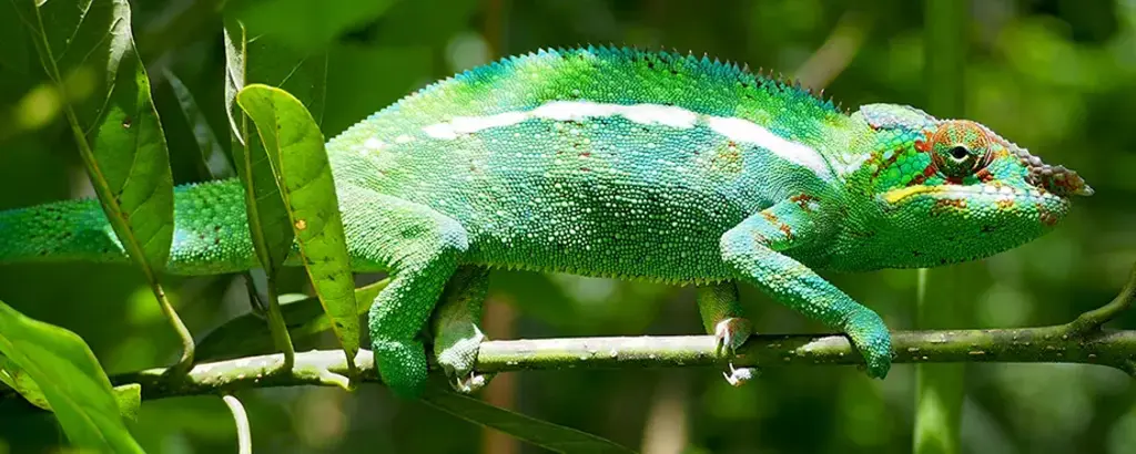 Caméléon sur l'île de la Réunion 