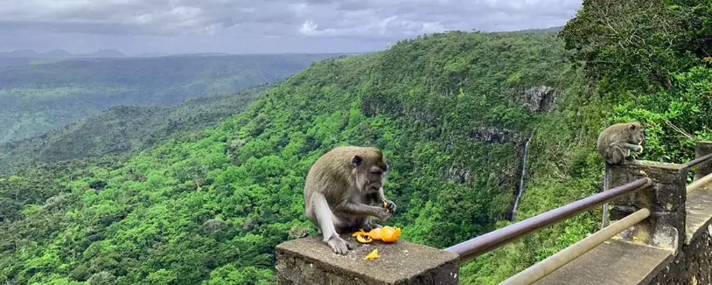 Singe à l'île Maurice