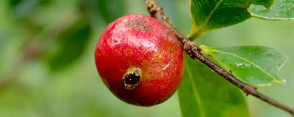 Les fruits "goyavier" à ramasser en randonnée 