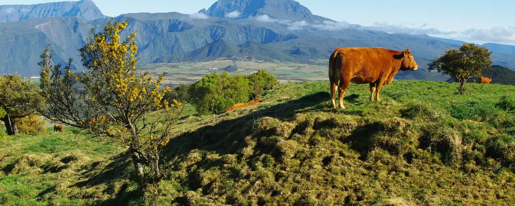 Pâturages à la Plaine des Cafres - sentier GRR2 vers gite du Volcan