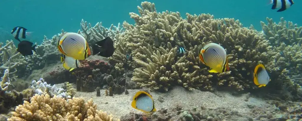 Le lagon de la Réunion avec sa barrière de corail 