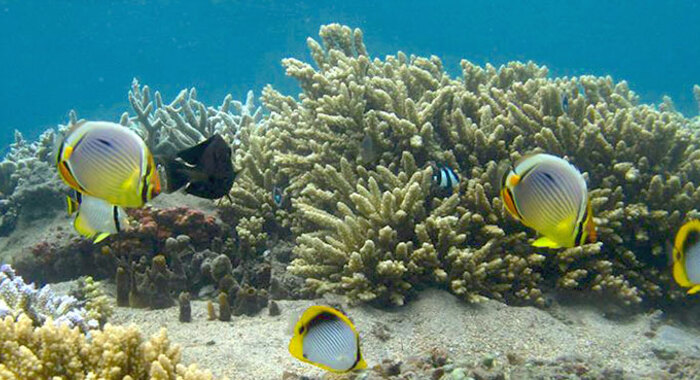 image Horizon Réunion