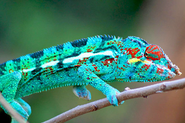 caméléon endormi réunion