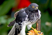 papangue ile de la réunion