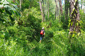 forêt de Basse-Vallée