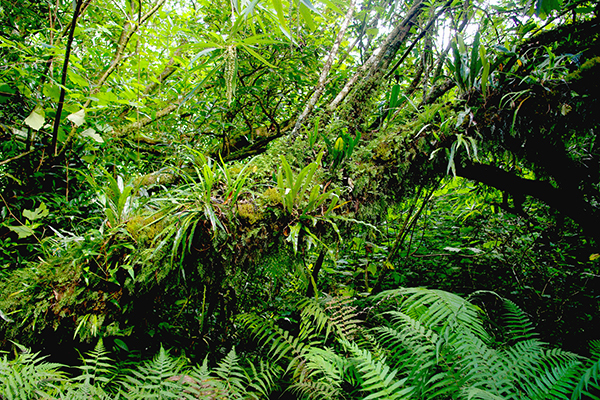 Faune et flore de la Réunion 