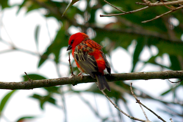 Le cardinal, oiseau endémique de la Réunion 