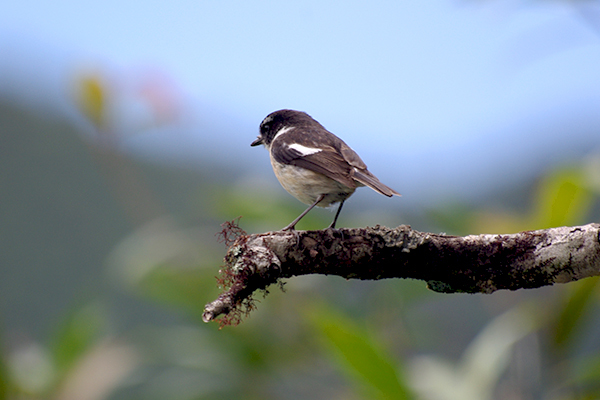 Faune et flore de la Réunion 