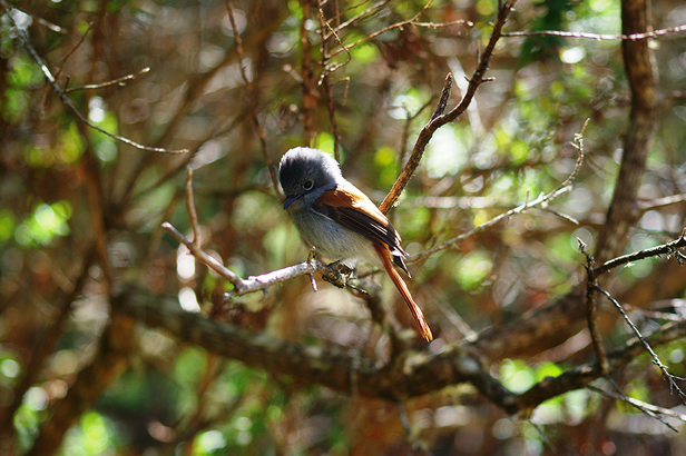 Faune et flore de la Réunion 