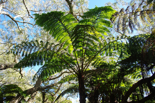 Fougère arborescente, île de la Réunion 