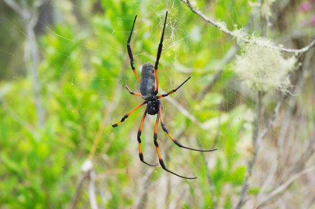 Néphile dorée ou Bibe, araignée de la Réunion 