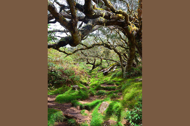 Randonnée Cirque de Mafate