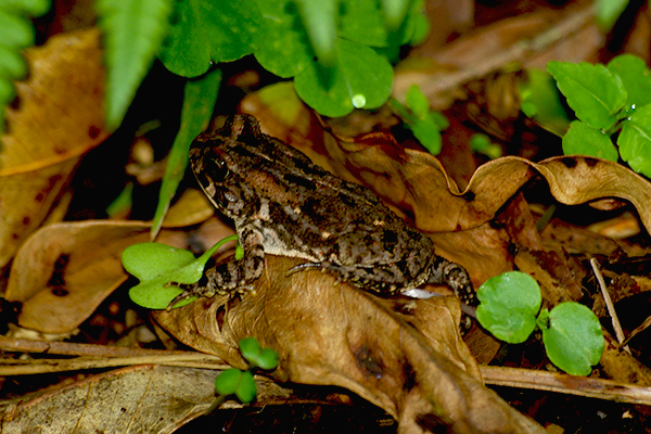 Faune et flore de la Réunion 