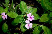 Fleurs autour du Grand Etang