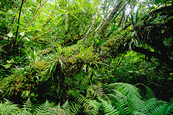 Faune et flore de la Réunion 