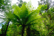 Fougère arborescente, île de la Réunion 