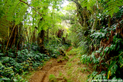 Randonnée incontournable à la Réunion 