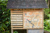 Balade dans la Forêt de Bélouve 