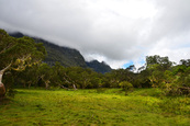 Plaine des Tamarins