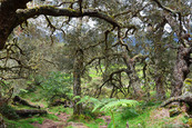 plaine des Tamarins