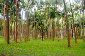 Splendide cocoteraie de l'Anse de Cascades 